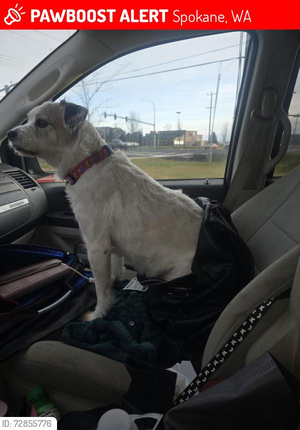 Lost Male Dog last seen Near s Thor st Fred meyers, Spokane, WA 99202