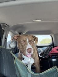 Found/Stray Male Dog last seen Stafford Park, Miami Springs, FL 33166