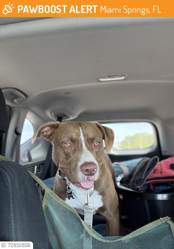Found/Stray Male Dog last seen Stafford Park, Miami Springs, FL 33166