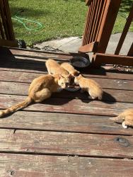 Found/Stray Female Cat last seen Gresham rd mableton ga, Mableton, GA 30126