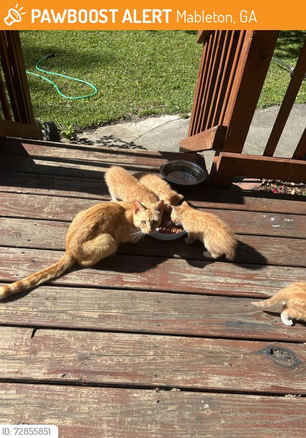 Found/Stray Female Cat last seen Gresham rd mableton ga, Mableton, GA 30126