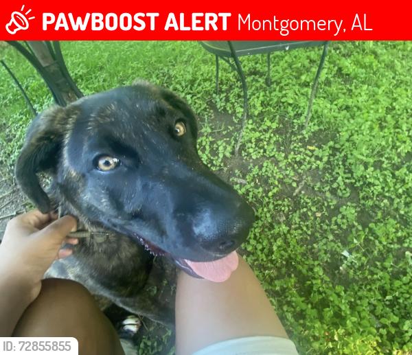 Lost Male Dog last seen Rosa Parks, Montgomery, AL 36105
