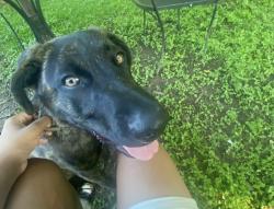Lost Male Dog last seen Rosa Parks, Montgomery, AL 36105