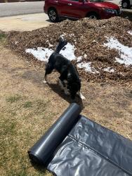 Found/Stray Unknown Dog last seen Robinson and vance, Arvada, CO 80003