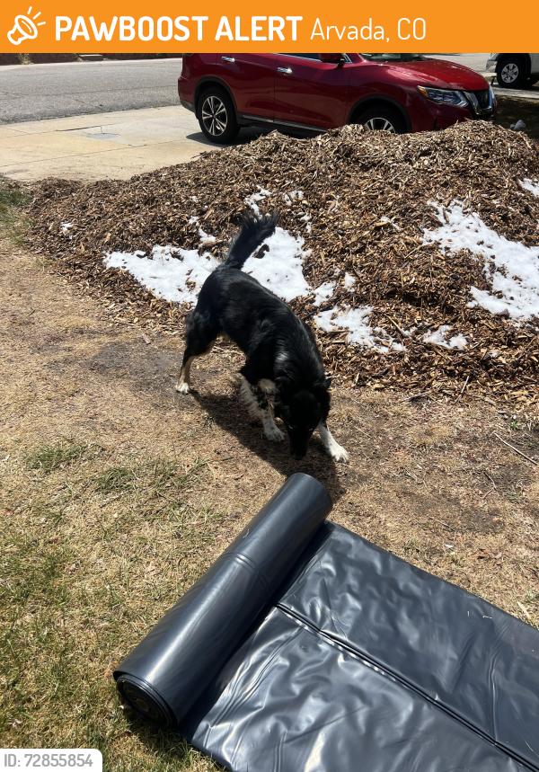Found/Stray Unknown Dog last seen Robinson and vance, Arvada, CO 80003