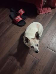 Found/Stray Male Dog last seen Near Holland cir, Arlington, TX 76010