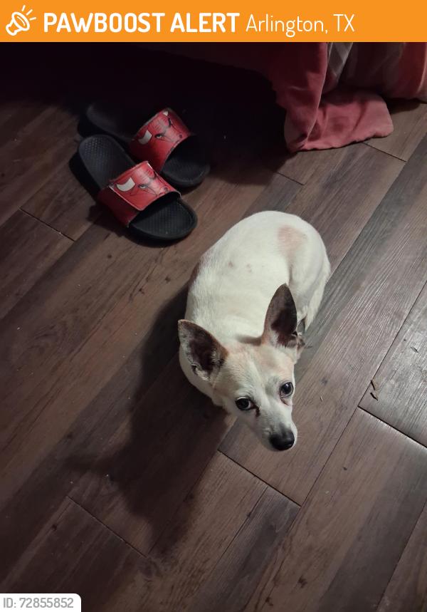 Found/Stray Male Dog last seen Near Holland cir, Arlington, TX 76010