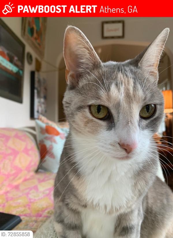 Lost Female Cat last seen Oakland Way/Rutherford St/Five Points Area, Athens, GA 30606