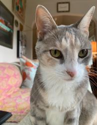 Lost Female Cat last seen Oakland Way/Rutherford St/Five Points Area, Athens, GA 30606
