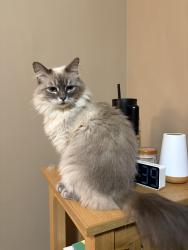 Lost Female Cat last seen HWY 62 next the the state park, Charlestown, IN 47111