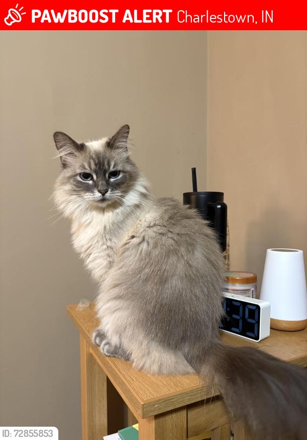 Lost Female Cat last seen HWY 62 next the the state park, Charlestown, IN 47111