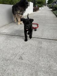 Found/Stray Female Dog last seen Greenwood park, Seattle, WA 98103