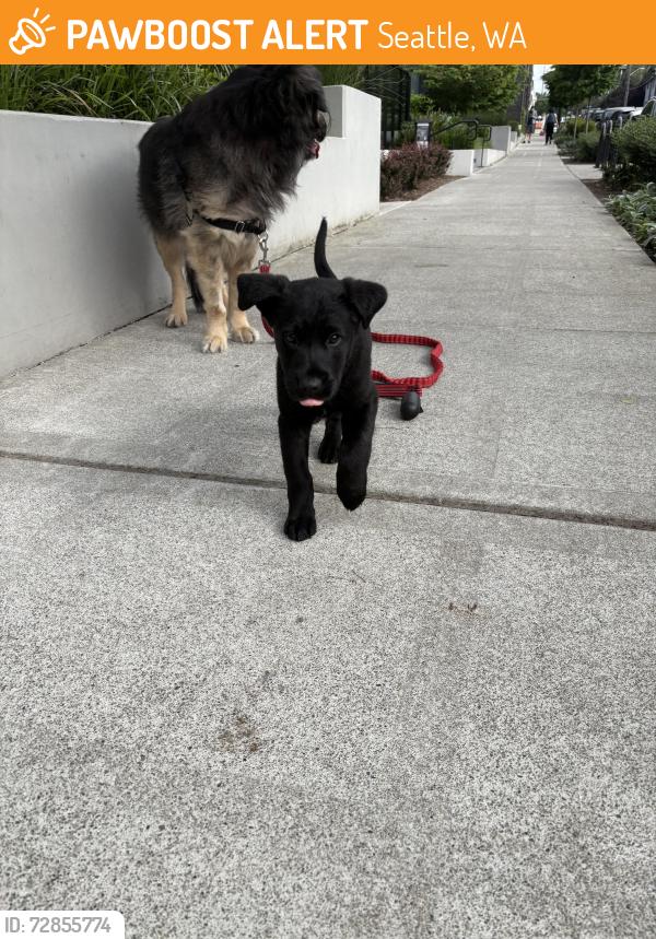 Found/Stray Female Dog last seen Greenwood park, Seattle, WA 98103