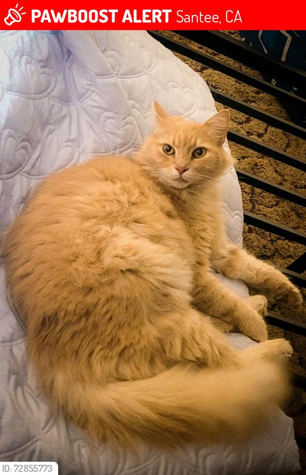 Lost Male Cat last seen Hartland Circle, near Cuyamaca St and Mast Blvd, Santee, CA 92071
