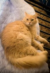 Lost Male Cat last seen Hartland Circle, near Cuyamaca St and Mast Blvd, Santee, CA 92071