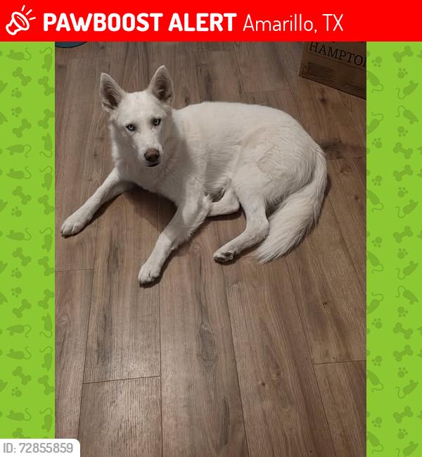 Lost Female Dog last seen Pavillard/St.Francis loop335, Amarillo, TX 79108