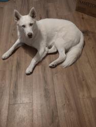 Lost Female Dog last seen Pavillard/St.Francis loop335, Amarillo, TX 79108