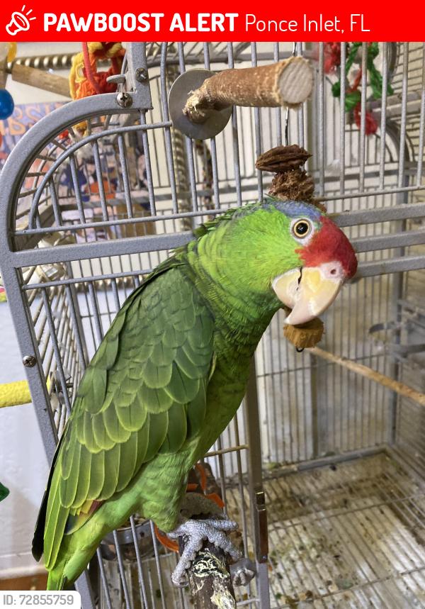 Lost Male Bird last seen Bay Harbor ct, Ponce Inlet, FL 32127