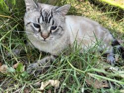 Lost Male Cat last seen Meadowview area, Reservoir rd , Kingsport, TN 37660