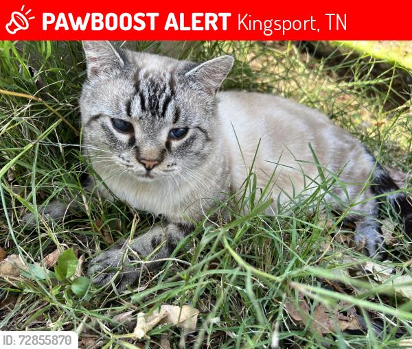 Lost Male Cat last seen Meadowview area, Reservoir rd , Kingsport, TN 37660