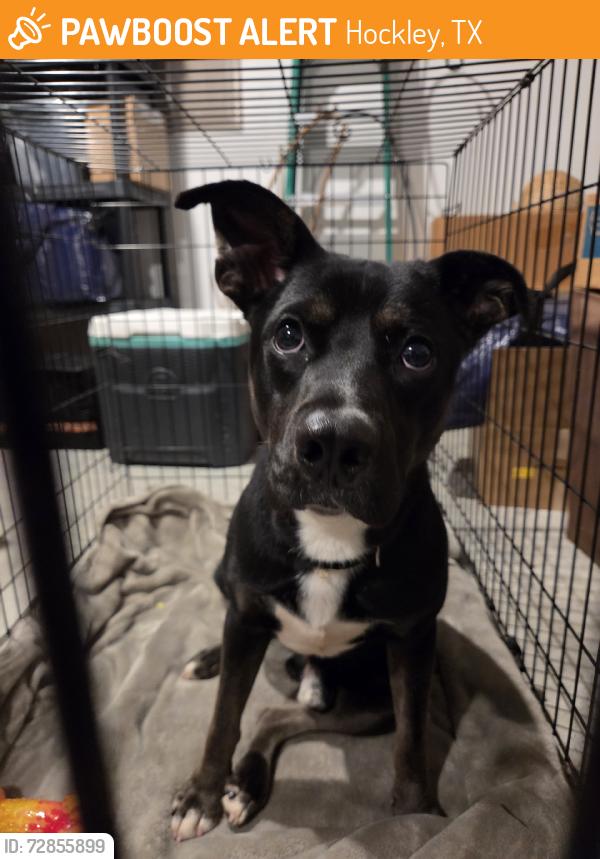Found/Stray Male Dog last seen Becker Rd. And Last Bend, Hockley, TX 77447