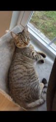 Found/Stray Female Cat last seen Breckenridge and Hikes Lane, Louisville, KY 40220