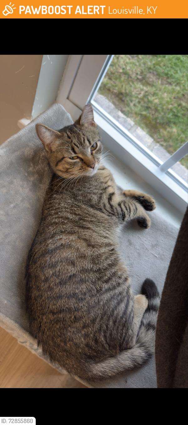Found/Stray Female Cat last seen Breckenridge and Hikes Lane, Louisville, KY 40220