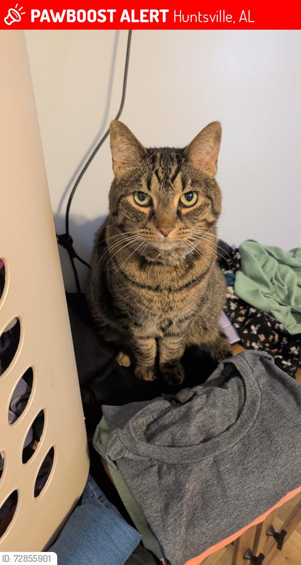 Lost Male Cat last seen Challenger Middle School , Huntsville, AL 35803