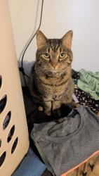 Lost Male Cat last seen Challenger Middle School , Huntsville, AL 35803