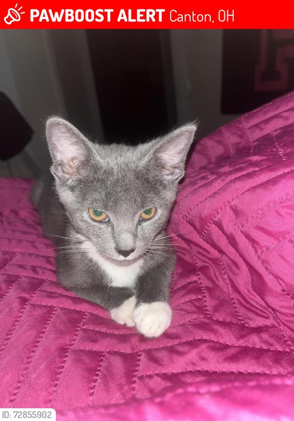 Lost Male Cat last seen Near shorb ave nw, Canton, OH 44703