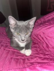 Lost Male Cat last seen Near shorb ave nw, Canton, OH 44703