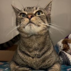 Shelter Stray Female Cat last seen , Edinburg, TX 78539