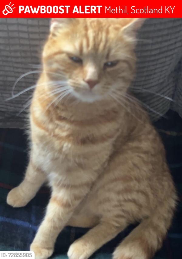 Lost Male Cat last seen Queens Avenue  and was spotted and Welsley road. , Methil, Scotland KY8