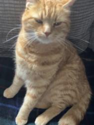Lost Male Cat last seen Queens Avenue  and was spotted and Welsley road. , Methil, Scotland KY8