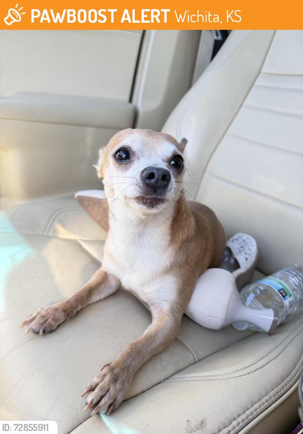 Found/Stray Male Dog last seen E 32nd St N, Cottonwood Village East Wichita, Wichita, KS 67219