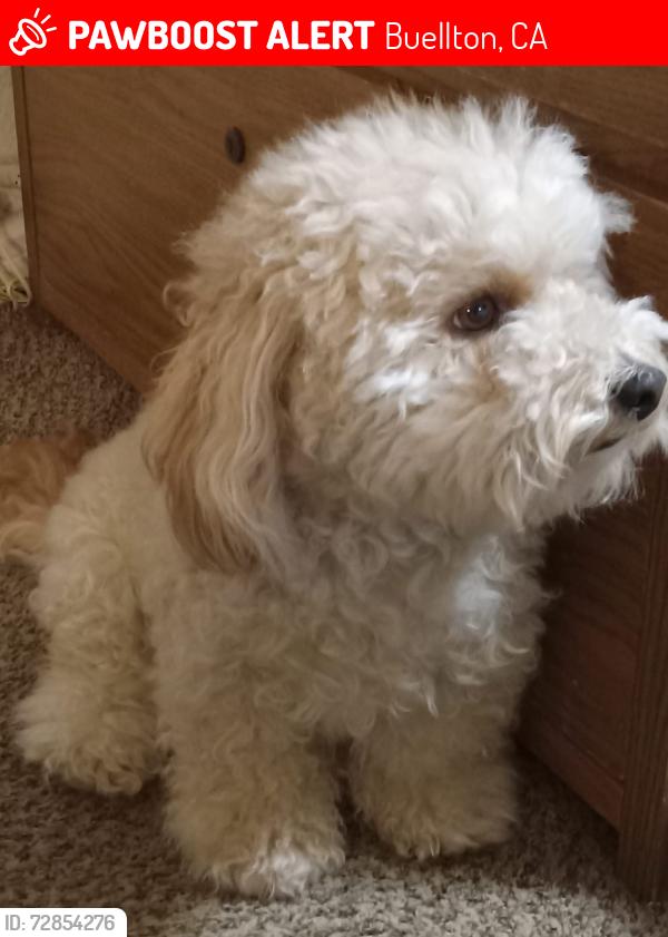 Lost Male Dog last seen Hwy 256 &  Ave of Flags, Buellton, Buellton, CA 93427