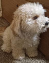 Lost Male Dog last seen Hwy 256 &  Ave of Flags, Buellton, Buellton, CA 93427