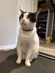 Lost Male Cat last seen cameron forest, Alpharetta, GA 30022