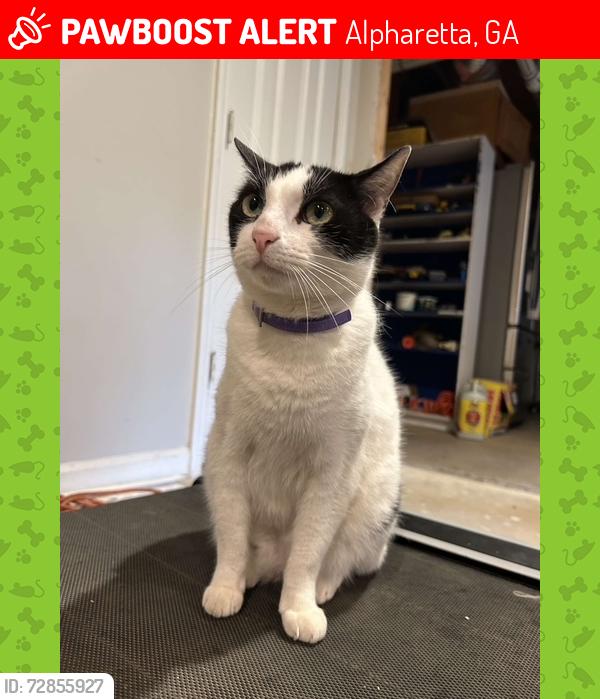 Lost Male Cat last seen cameron forest, Alpharetta, GA 30022