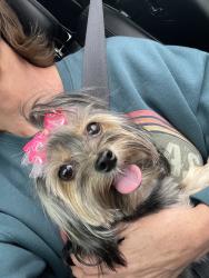 Lost Female Dog last seen Billen ave, Oklahoma City, OK 73112