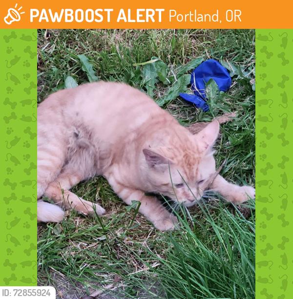 Found/Stray Male Cat last seen Cora and 122nd, Portland, OR 97206