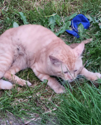 Found/Stray Male Cat last seen Cora and 122nd, Portland, OR 97206