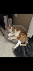 Lost Male Cat last seen Last near Toby Collin’s Lane , Kent County, DE 19952