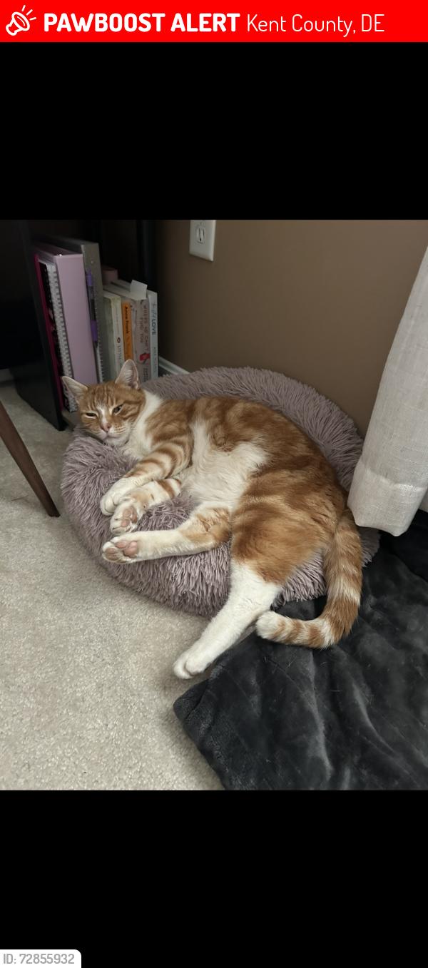 Lost Male Cat last seen Last near Toby Collin’s Lane , Kent County, DE 19952