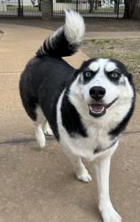Found/Stray Female Dog last seen Near W Maple St Wichita, KS  67209 United States, Wichita, KS 67209