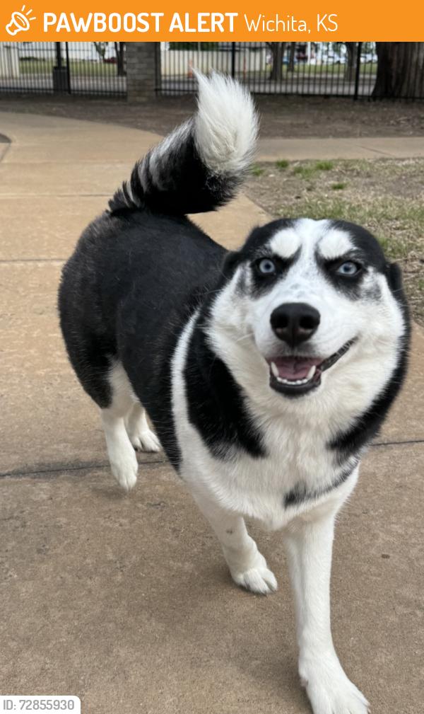 Found/Stray Female Dog last seen Near W Maple St Wichita, KS  67209 United States, Wichita, KS 67209