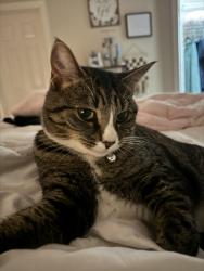 Lost Female Cat last seen Penny Rd and Ederlee St, Cary, NC 27518