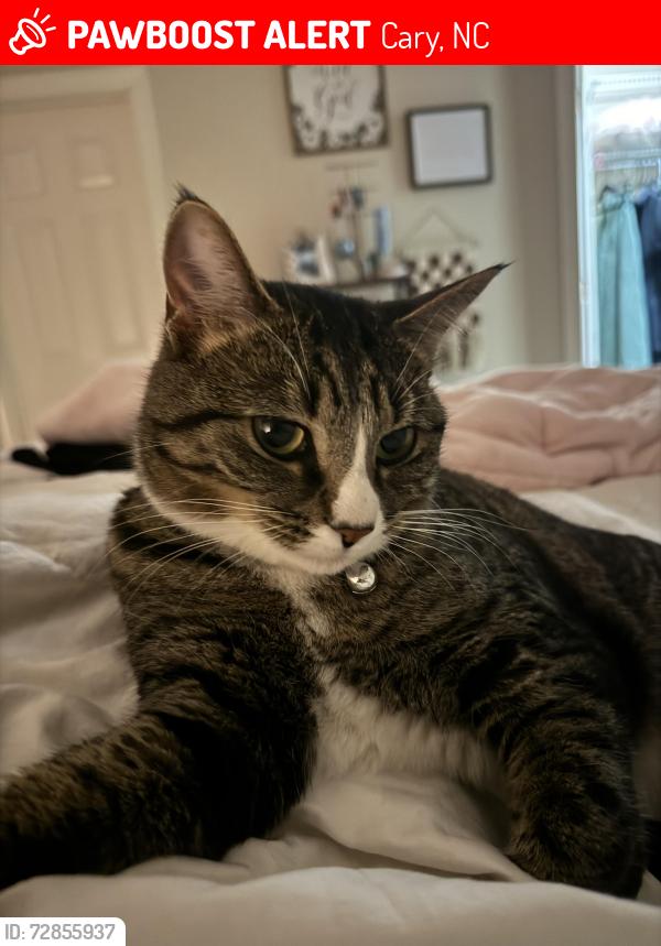 Lost Female Cat last seen Penny Rd and Ederlee St, Cary, NC 27518