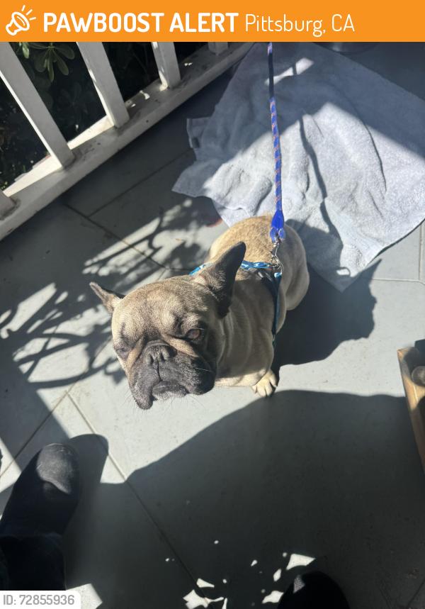 Found/Stray Female Dog last seen Railroad Avenue, Pittsburg, CA 94565