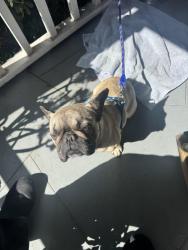 Found/Stray Female Dog last seen Railroad Avenue, Pittsburg, CA 94565